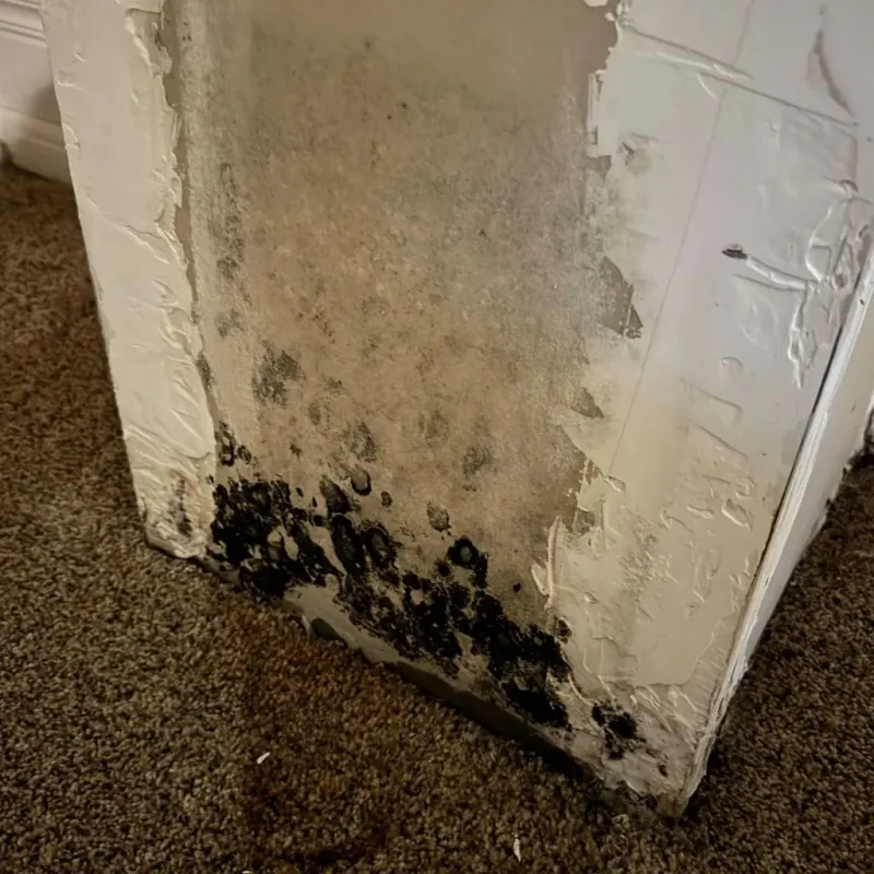 Professional Mold Removal in Hampton, SC